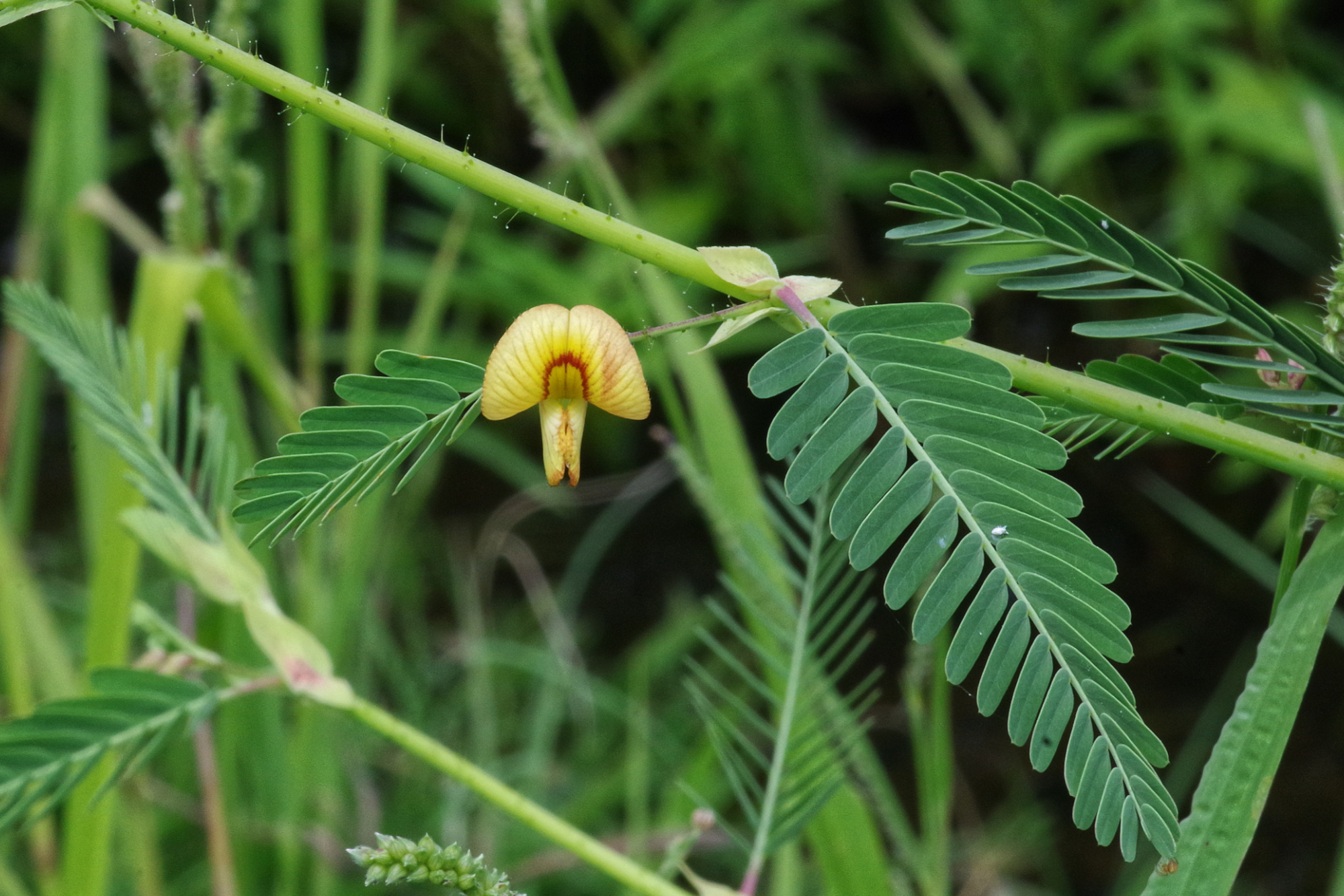 Aeschynomene rudis