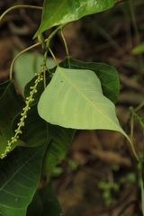 Homalanthus populneus