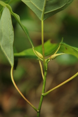 Homalanthus populneus