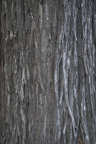 Image of Carya ovalis by (c) Douglas Goldman, some rights reserved (CC BY-SA)