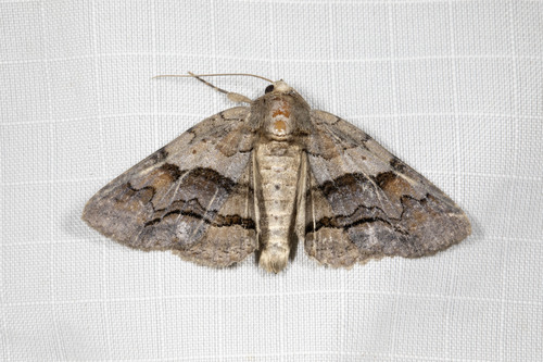 Gray-banded Zale Moth photo 4