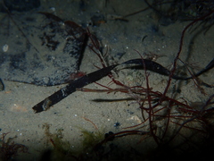 Syngnathidae