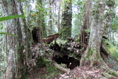 Castanopsis acuminatissima