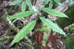 Castanopsis acuminatissima