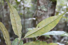 Castanopsis acuminatissima
