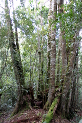 Castanopsis acuminatissima
