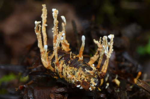Samsoniella sp.