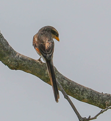 Yellow-billed Shrike