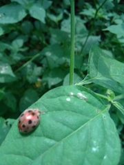 Coccinellidae