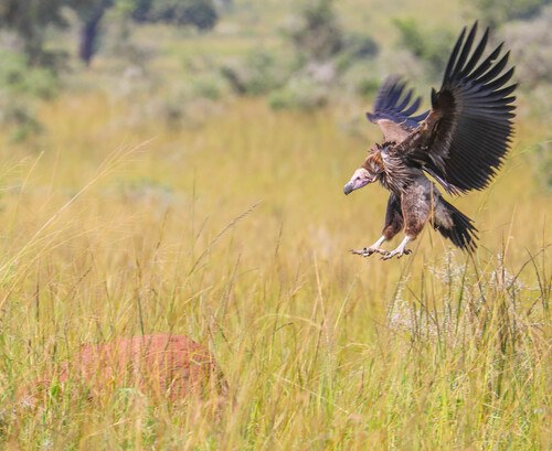 Lappet-faced Vulture