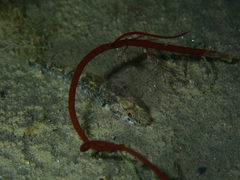 Pomatoschistus microps