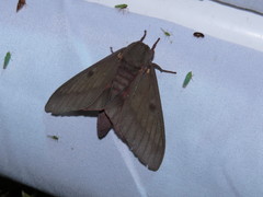 Citheronia sepulcralis