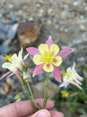 Aquilegia pubescens