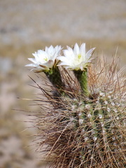 Trichocereus atacamensis