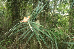 Freycinetia