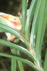 Freycinetia