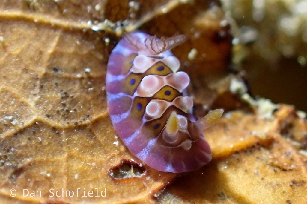 Dendrodoris gunnamatta