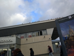 Columba livia domestica