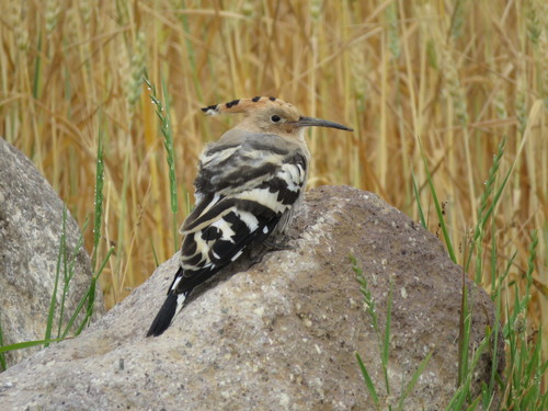 Common Hoopoe