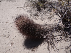 Echinopsis leucantha