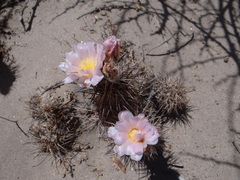 Tephrocactus alexanderi