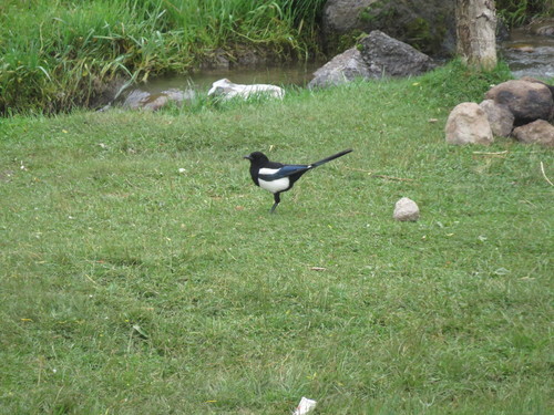 Eurasian Magpie