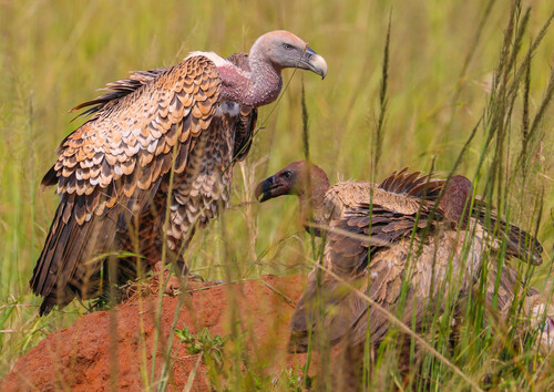 Rüppell's Griffon