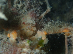 Inachus phalangium