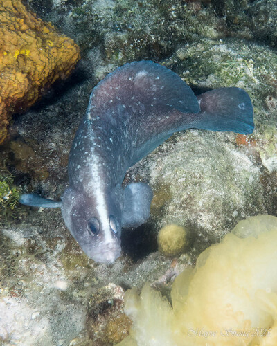 Greater soapfish (Rypticus saponaceus) — Serranidae — 2