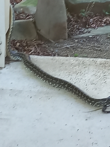 Coastal Carpet Python sighting