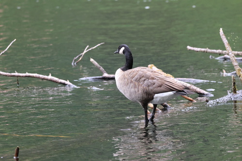 Canada Goose