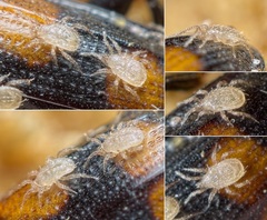 Lasioseius ometes