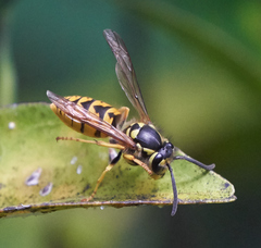 Vespula germanica