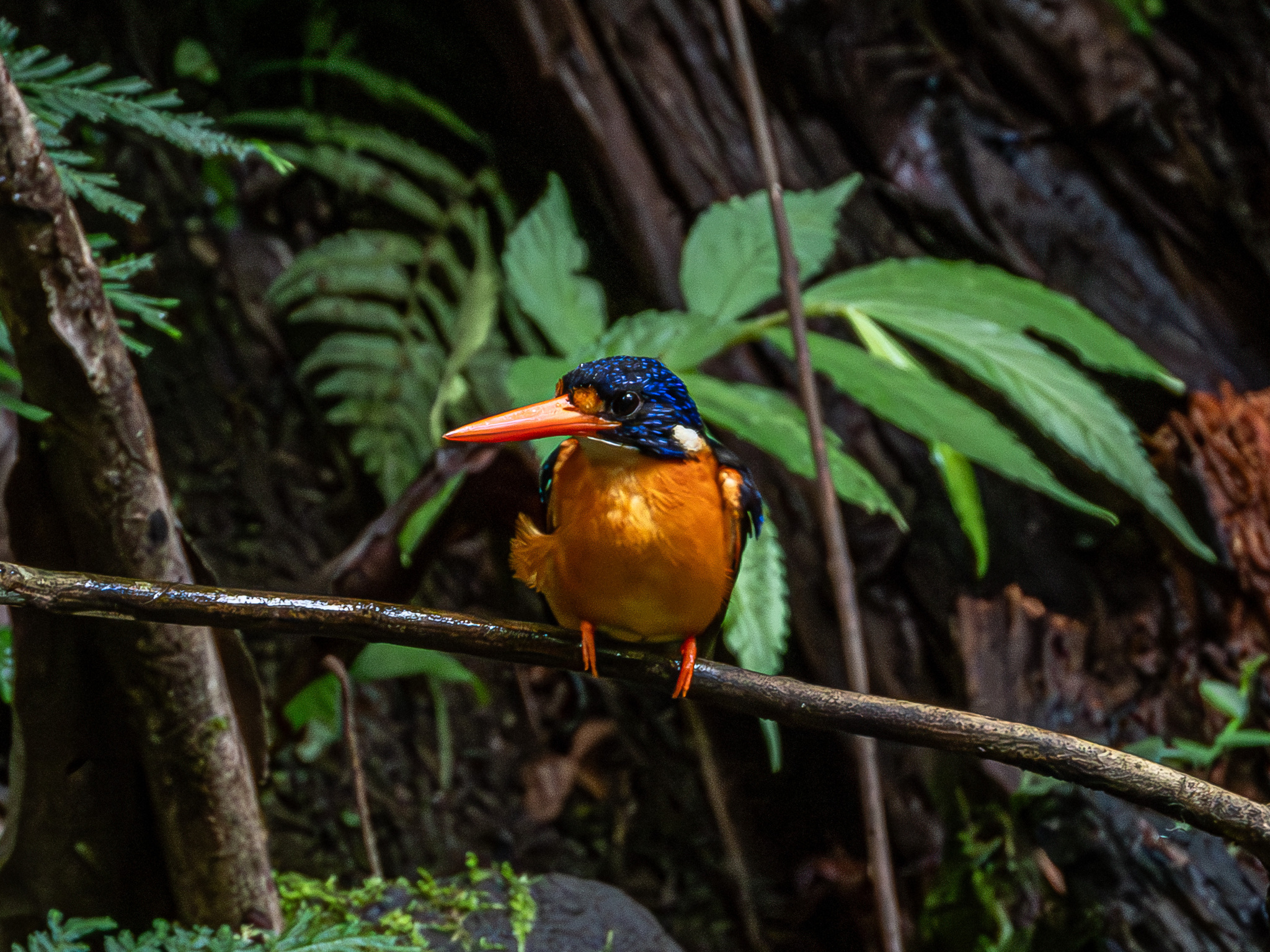 Moluccan Dwarf Kingfisher (Ceyx lepidus), photo 8