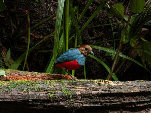 North Moluccan Pitta (Erythropitta rufiventris)