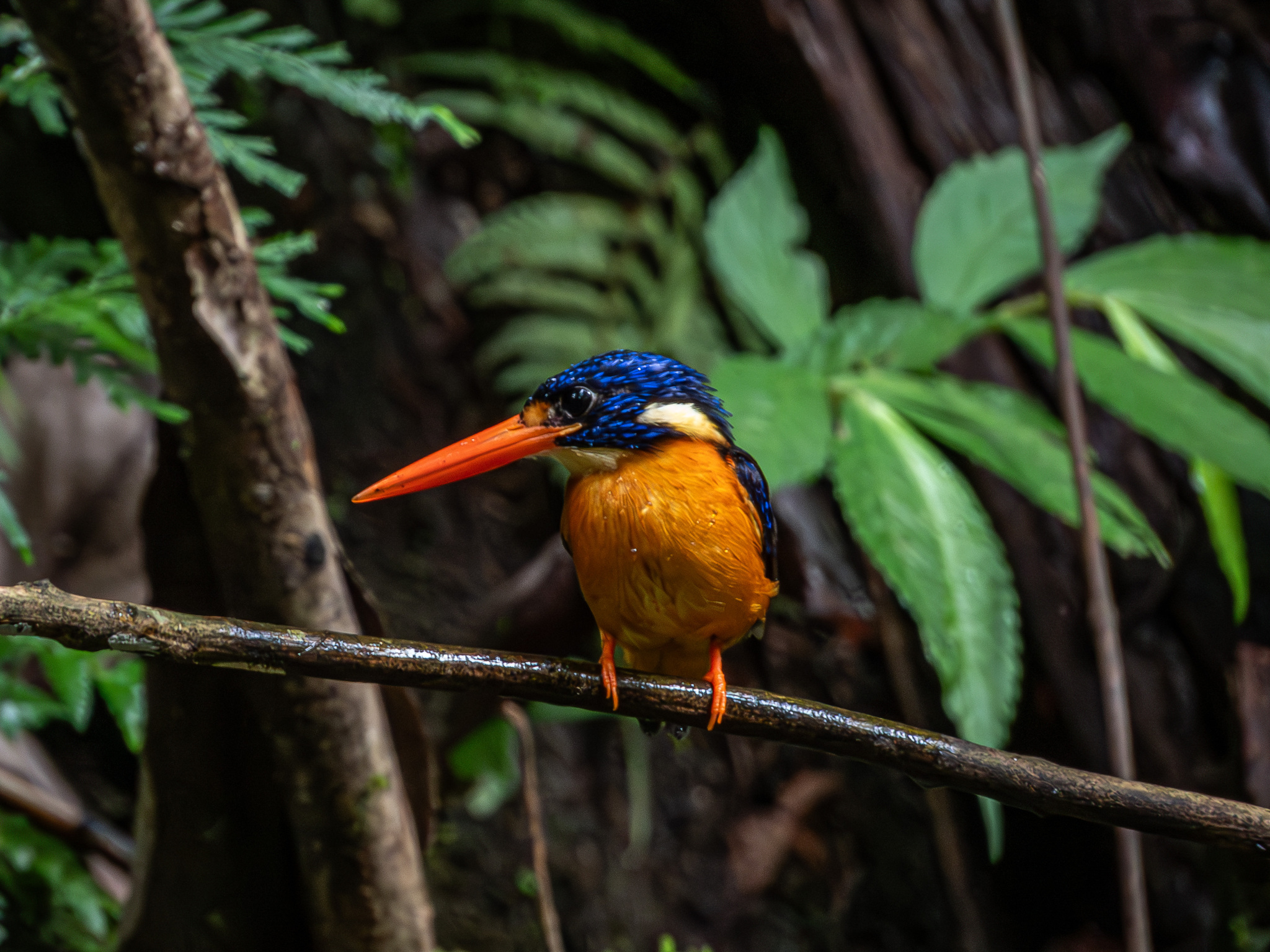 Moluccan Dwarf Kingfisher (Ceyx lepidus), photo 2