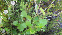 Centella eriantha