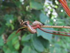 Lilioceris formosana