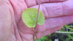 Centella eriantha