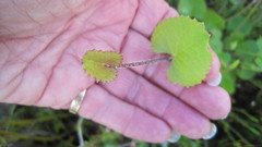 Centella eriantha