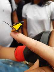 Xanthyris flaveolata