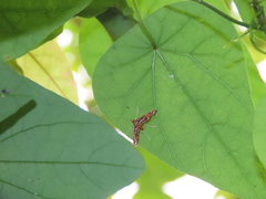 Paracymoriza cataclystalis