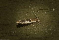 Stathmopoda megathyma