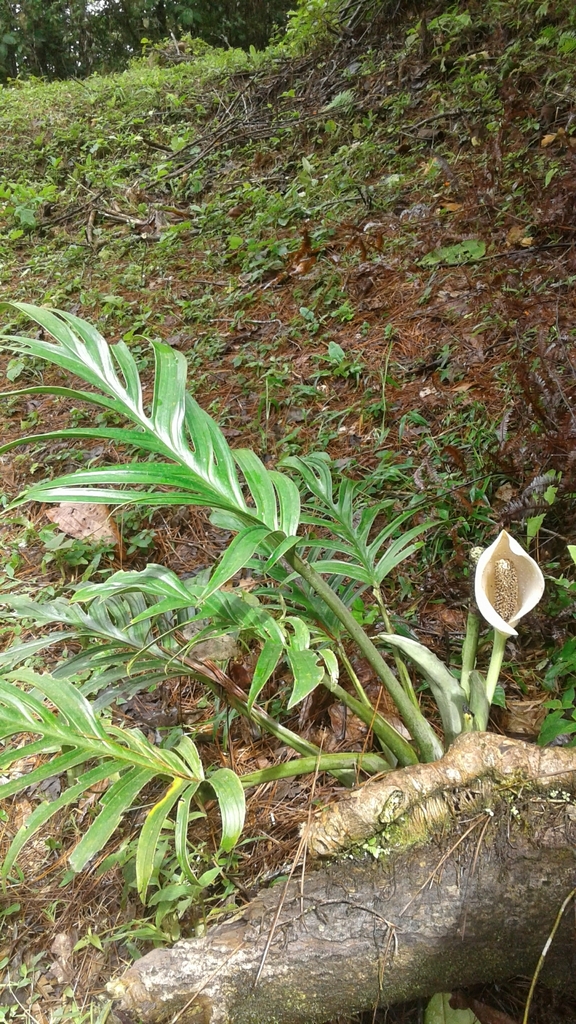 monstera deliciosa plant for sale Monstera deliciosa  Mari's Gardens