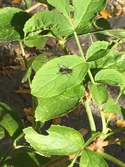 Cyclorrhapha