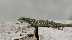 Podarcis siculus