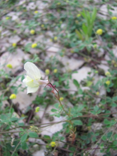 Linaria maroccana