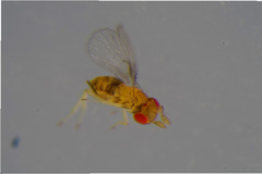 Trichogrammatidae