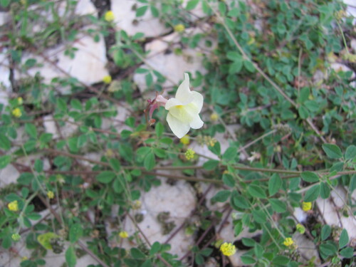 Linaria maroccana