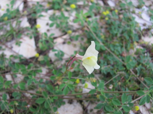 Linaria maroccana